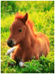 Description: ginger horse.jpg